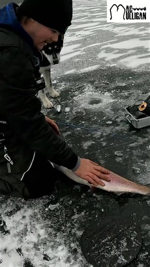 I just caught the biggest rainbow trout while ice fishing! Its size blew me away. I carefully released it back into the water so it can grow even larger. Amazing! #IceFishing #RainbowTrout #Fishing #CatchAndRelease #TroutFishing | Mac Mulligan Guide Service