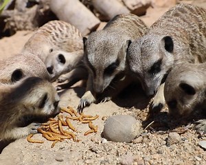 Meerkat feeding time is absolute mayhem! 🐛 | Sydney Zoo