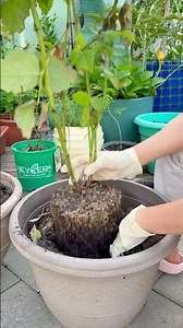 Transplanting my raspberry plant into a bigger pot for a berry big upgrade #UrbanGarden #Plant