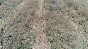 Mustard Seeds, Farming, Harvest, Cultivation and Selling