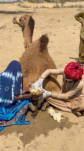 يأتي طبيبٌ يحمل سماعة طبية ويفحص الجمل من الخلف، ويفحصه جيداً ثم ينصرف. تُعلّمه المرأة.