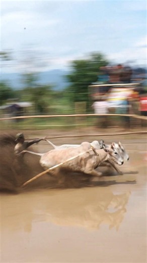 Pacu Jawi Story‼️ The Wild Bull Race from West Sumatra, Indonesia 🇮🇩 | Traditional Mud Sport #shorts
