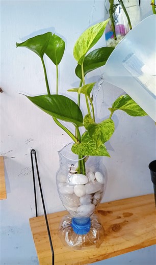 668K views · 7.3K reactions | SimpleRecycling plastic bottles for water plant pots #plants #recycle #plantlovers #diy #plantdecoration #gardening #ornamentalplants | Sofia Tanhis | Facebook