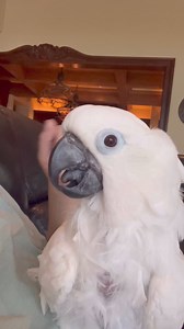 616K views · 16K reactions | My parrot saying funny things  #cockatoo #parrot #funny #birds #talkingparrot #cuteanimals #adoptdontshop | The Parrot Lady | Facebook