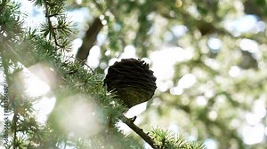 Cone of Cedrus atlantica or Atlas cedar tree. Pine family Pinaceae