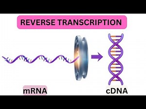 How to Make cDNA for Cloning | Step-by-Step Using Maxima H Minus Kit