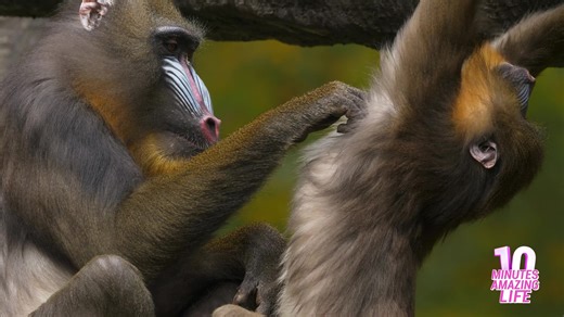 The curious moment a mandrill groomed its companion