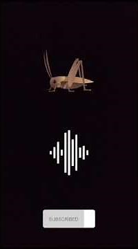 Sonido de Grillo , Bicho 🦗. #sound #memes #greenscreen #grillos #asmr#insects#art #audio