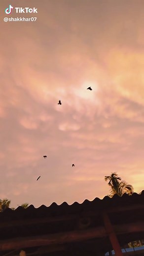 Birds Flying in the Sky: Mesmerizing Videos of Birds Soaring High