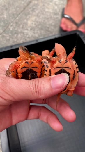 They are so interesting. What should I do if I like them? #HPRadicalReuse #turtle #foryou #tiktok #fyp