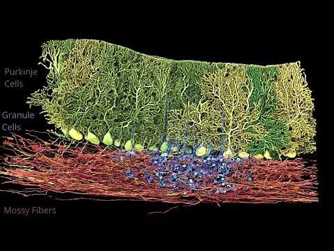 Connectomics in the Lee Lab