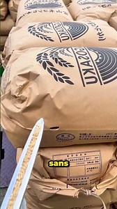 Le secret derrière la qualité du riz au Japon !