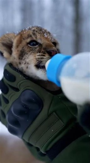 Nature’s tiniest warrior braving the winter chill. ❄️🦁 There is something so magical