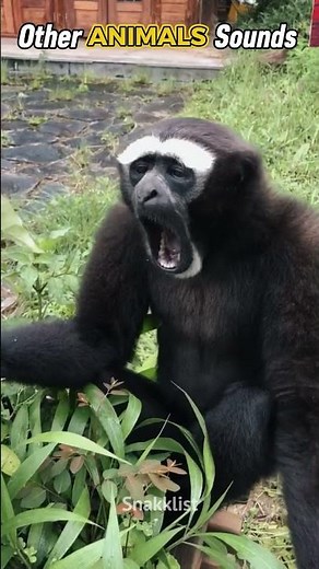 Craziest animal's sounds🤯😱