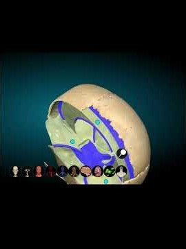 3-D Anatomy of Meninges Part-1 (Dura Matter) 2nd Year #MBBS #shorts #short #ytshorts