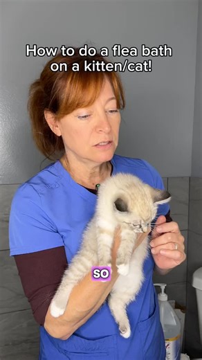 The Spaw | Your Pet’s Life Coach | How we bath cats/kittens with fleas! Caution: this can be an UGLY process so make sure to take your time, stay calm, and try to leave... | Instagram