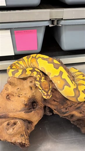 One of our holdbacks from 2025 - Orange Dream Enchi Fire Yellowbelly Desert Ghost Het Clown. We have big plans for this girl! #maestroexotics #reptilesoftiktok #snakesoftiktok #ballpythonsoftiktok #ballpythonmorphs