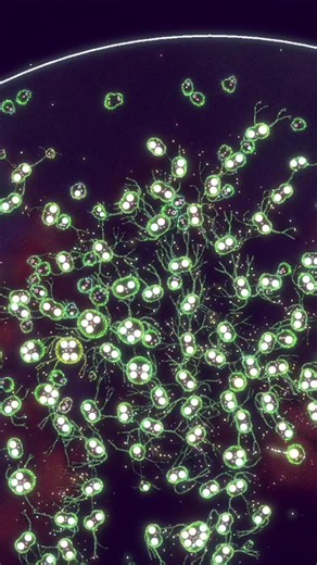 Grow your own rainbow of cellular life 🧬 Substrate: Emergence is a cellular evolution simulation where you cultivate colonies of your own unique cells. Each cell is an independent organism with an evolving genome that drives it's phenotype and behavior. You play as a guerilla scientist running your own independent lab on the cryptic Biomarket. #simulation #indiedev #biology #evolution #pixelart