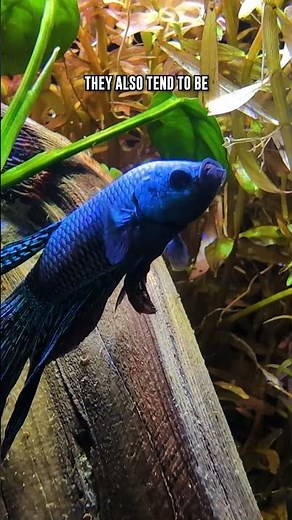 Why Alien Bettas Are Truly UNIQUE Nano Fish!