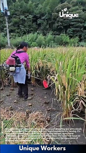 Harvesting rice with a brush cutter: efficient farm work