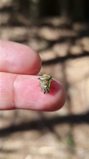 This bug has a yellow heart on its back! Do you see it? #shieldbug #stinkbugs