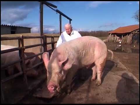 Des cochons gros comme des vaches