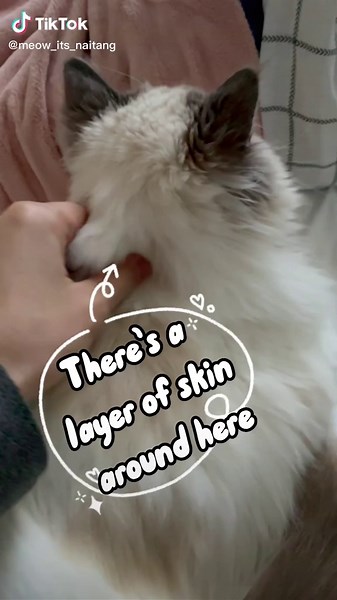 Proper Way to Hold a Cat: How to Avoid Scruffing Mistakes
