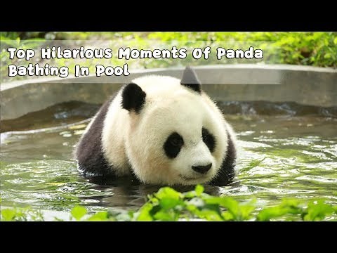 Top Hilarious Moments Of Panda Bathing In Pool | iPanda