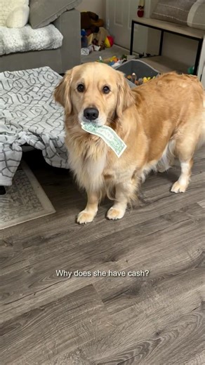 Why Does My Dog Have CASH?😂💵#dog #puppy #goldenretriever #funny #pets #shorts #money #funnyanimals