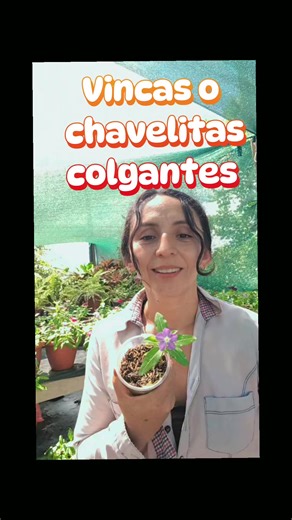 vincas o chavelitas colgantes #misterios #amorporlasplantas🌻🌄 #plantas #cuidados #vincas