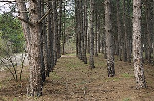 Hutan. Deretan batang pohon pinus di hutan jenis konifera.