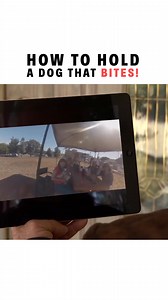 How To Hold A Dog That Bites. Remember: Be peaceful and calm and the dog will follow your energy. #dogtips #dogtraining #dogsofinstagram | Cesar Millan
