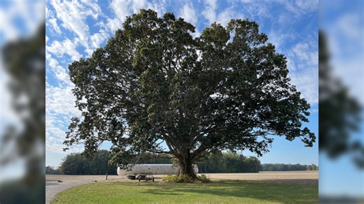 Southern Indiana family recognized for having the largest tree of its kind in the nation
