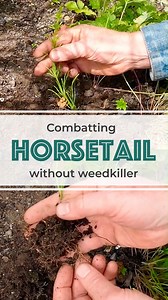 2.6K views · 29 reactions | ⬇️ Dealing with Mare's Tail Q - I have a...