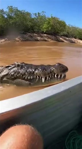 This Crocodile Exploded Out of the Water Next to Us #shorts #viral