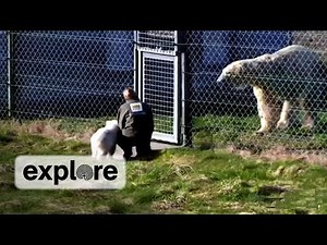 Siku Polar Bear Cub Meets Mama Bear