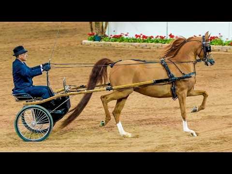 Arabian Country Pleasure Driving Championship at Scottsdale Arabian Horse Show