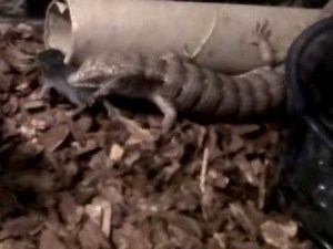 garys alligator lizard eating a mouse