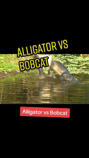 Watch the amazing tenacity of this Alligator eating a poor Bobcat it caught near the lake edge. #alligator #gator #florida #foodchain #bobcat #cat #eating #everglades