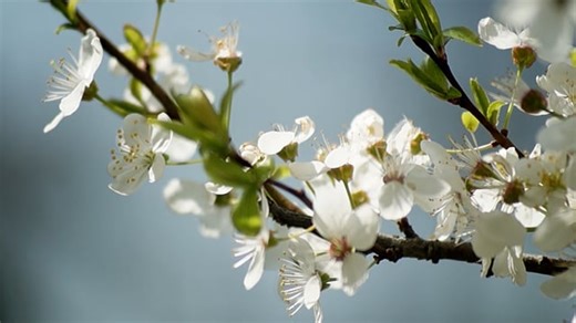 Free video - Flowers, Bloom, Spring, Garden