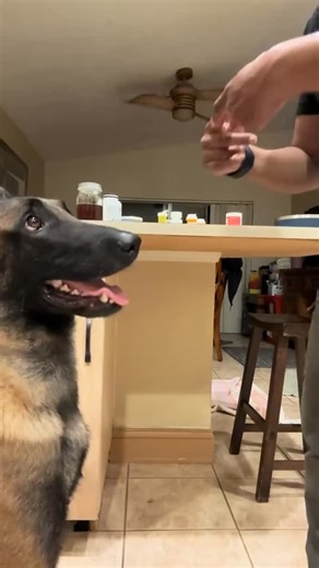 118 reactions · 5 comments | Bite inhibition drill: Controlled pressure. Clean grip. No conflict. He’s using micro-pressure — just enough to hold my finger without breaking the line. It’s not about stopping a bite… It’s about teaching a dog how to think through one. Built for the Hunt. Trained for the War. Let's Train! #K9Protected #eukanubaworkingdog #workingdogsofig #malinoisofinstagram #biteme | Sinead Imbaro | Facebook