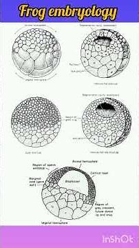 Frog embryology #thecrunchbiochem