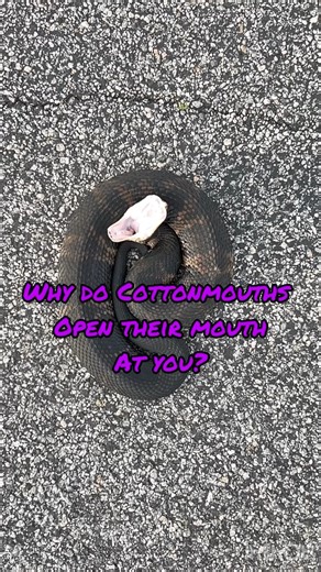 Cottonmouth/Water Moccasin attack! 🐍 #snake