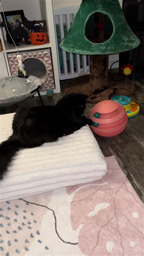 The Best Pet Beds for Comfort and Play