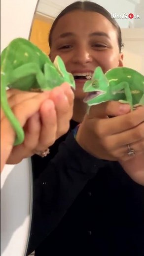 Chameleon Attack on Mirror: Hilarious Shadowboxing Moment || WooGlobe