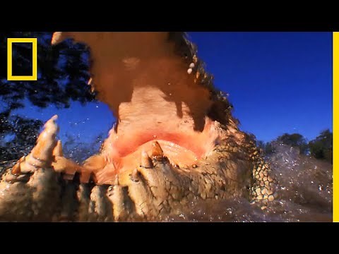 Le crocodile marin, une proie devenue chasseur