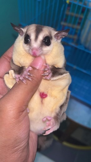 Sugar Glider Mating and Care Insights