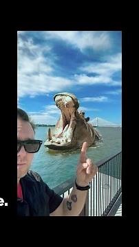 Loose hippo in the Detroit River? The true 1863 story