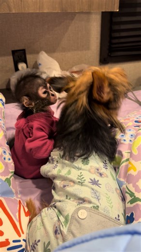 Funny Moments with Spider Monkeys and Friends