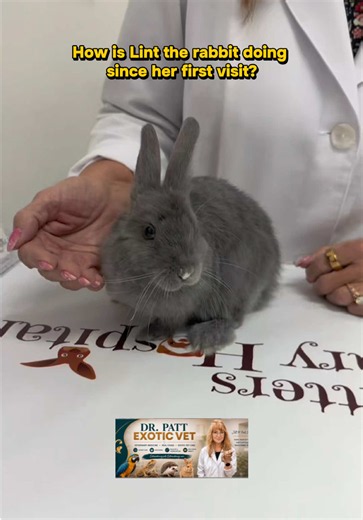 This rabbit had a difficult start when she came to us. Where is she now in her recovery? #rabbit #rabbitcare #exoticpet #exoticvet #rabbithealth
